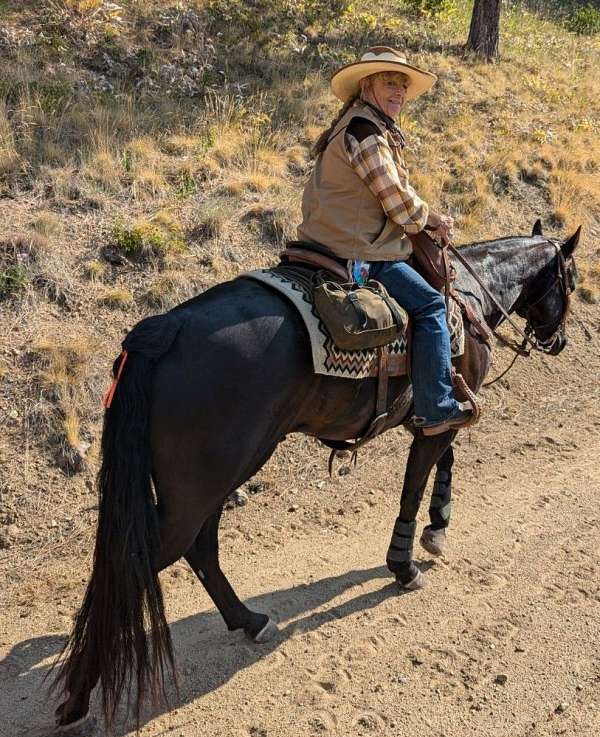 equitation-appaloosa-horse