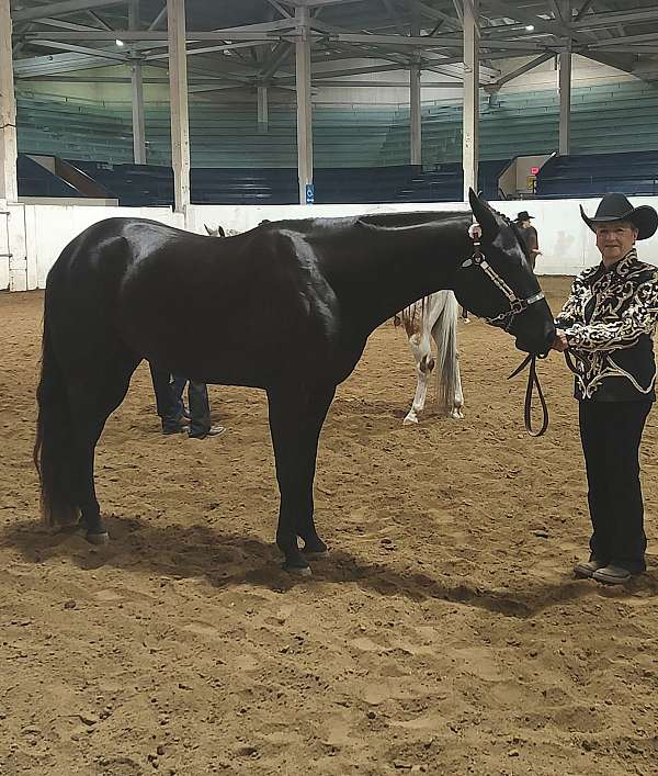 foundation-appaloosa-horse