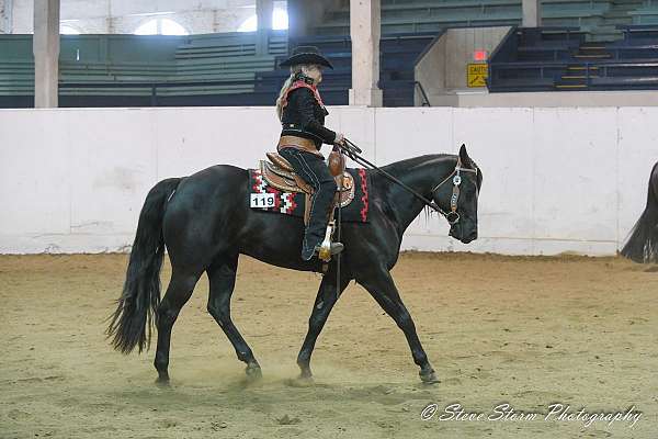 all-around-appaloosa-horse