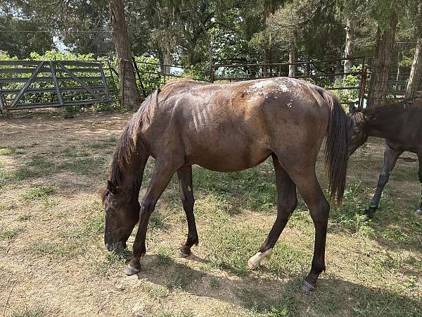 star-right-rear-blanket-on-rump-horse