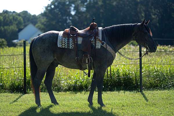 quarter-horse-gelding