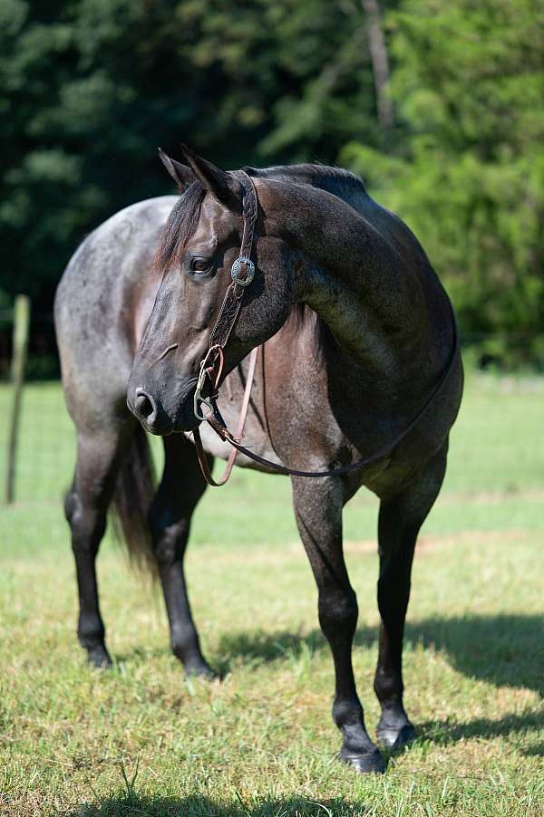 quarter-horse-for-sale