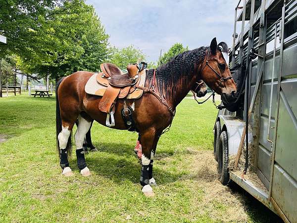 brown-paint-pony-for-sale