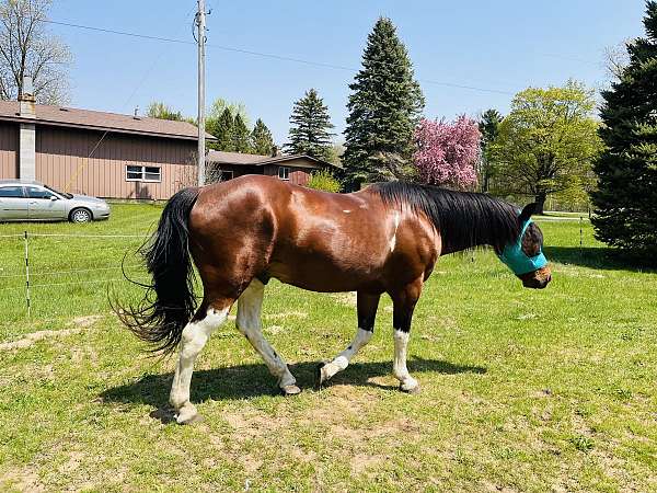 brown-paint-pony