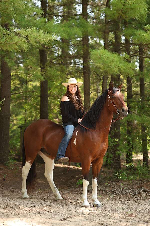 brown-sport-pony