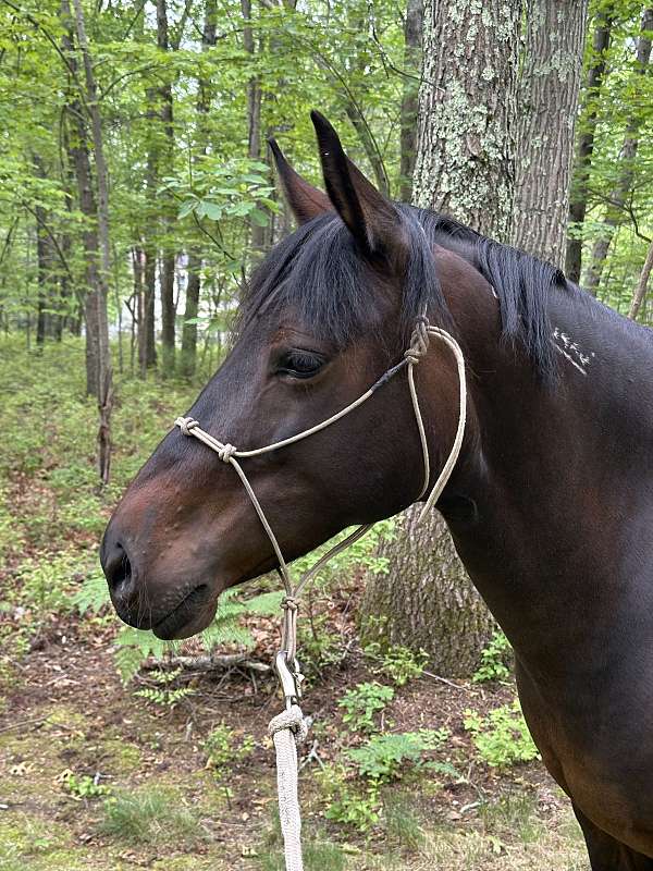 ridden-english-mustang-horse