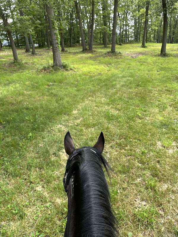 dressage-mustang-horse