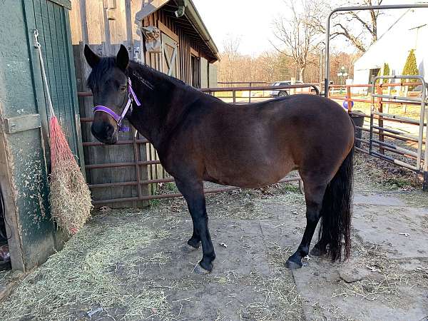 ridden-western-mustang-horse