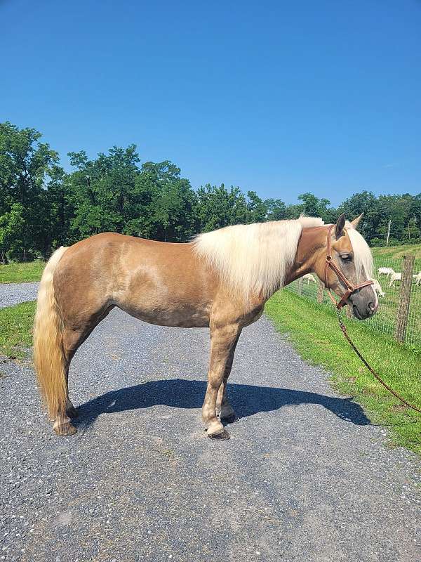 dressage-haflinger-horse