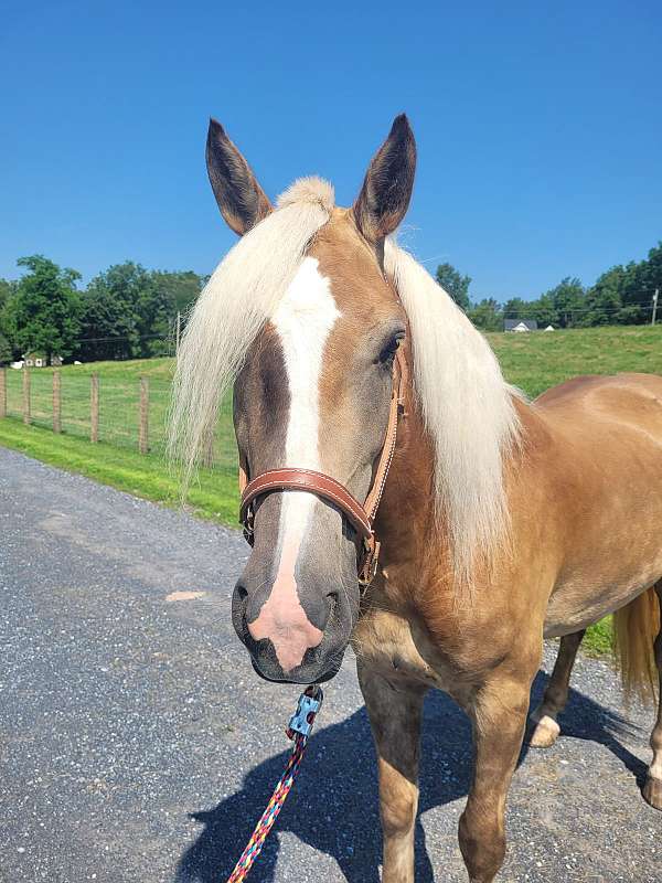 driving-haflinger-horse