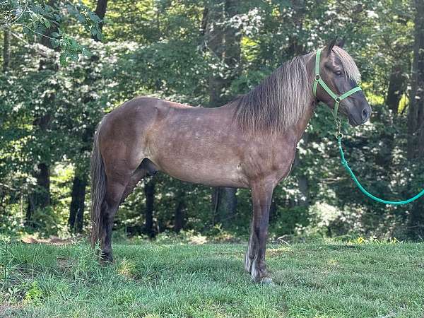 12-hand-friesian-pony