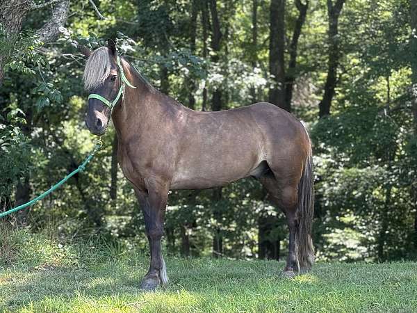 12-hand-friesian-gelding