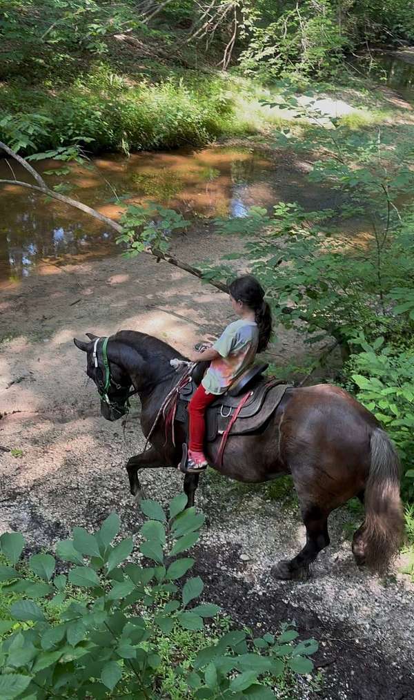 12-hand-gelding