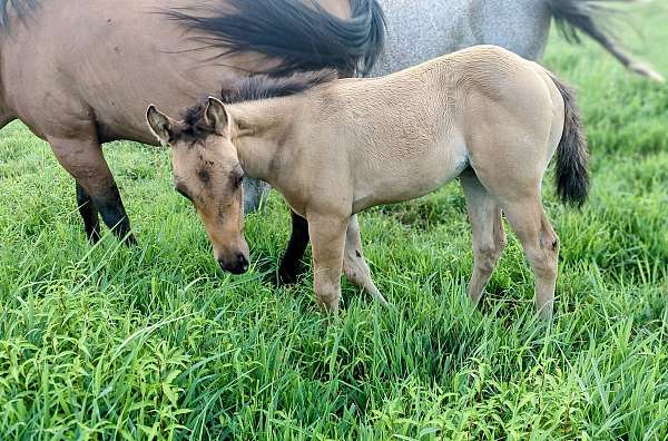 dun-white-pattern-on-himd-horse
