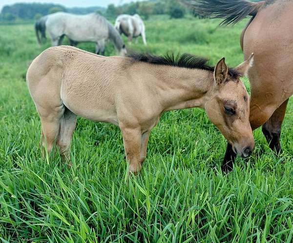 white-pattern-on-himd-horse