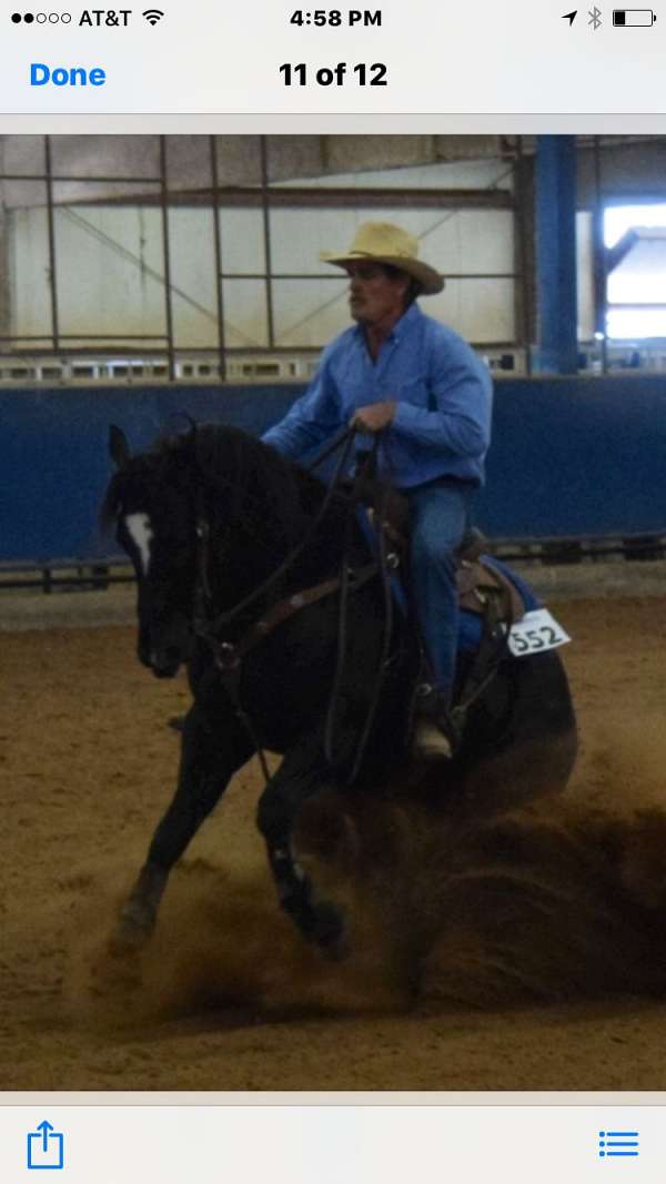 athletic-quarter-horse