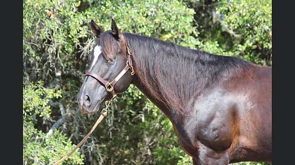 breeding-quarter-horse