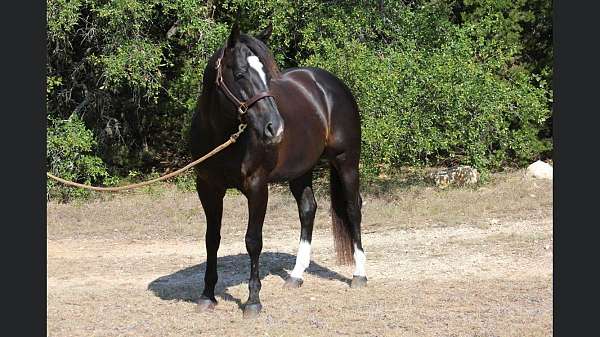 foundation-quarter-horse
