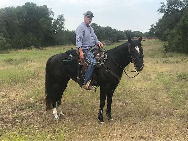 performance-quarter-horse