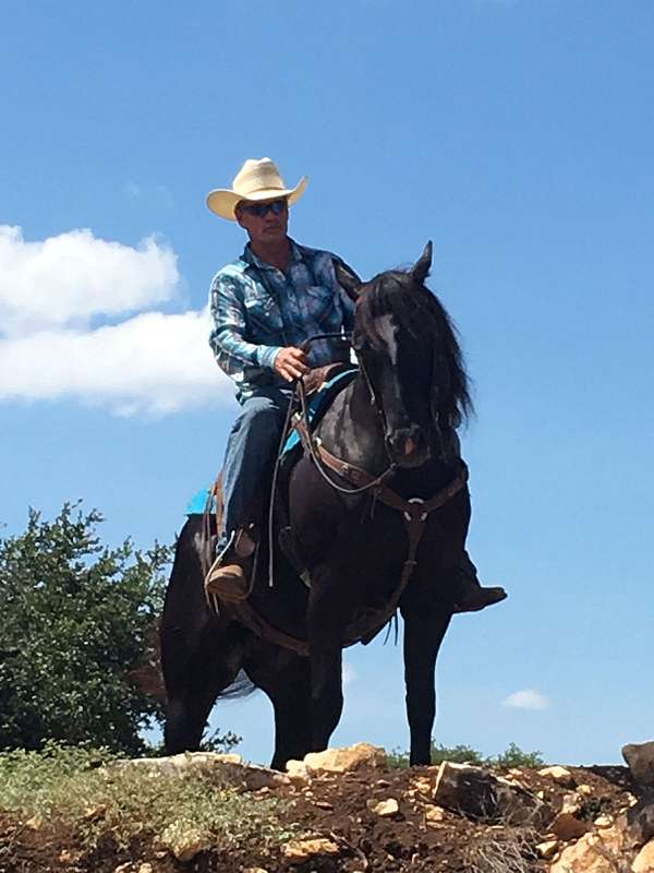natural-gait-quarter-horse