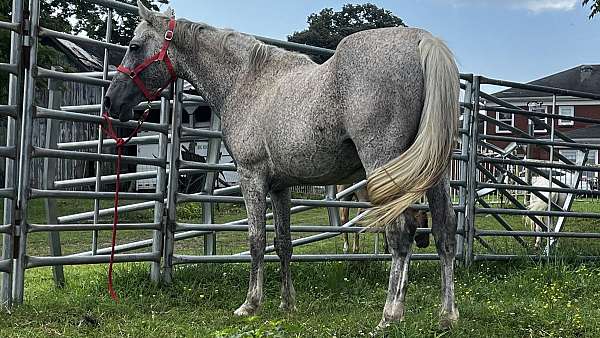 tennessee-walking-stallion