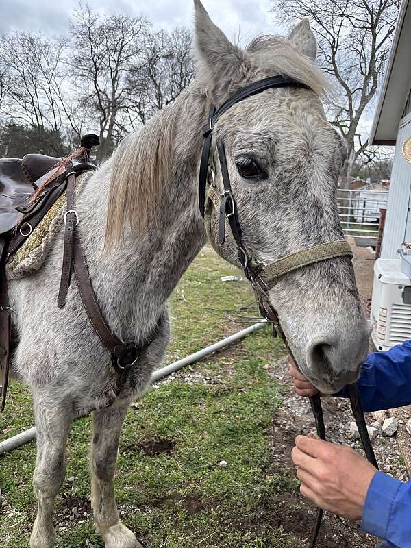 tennessee-walking-horse-for-sale