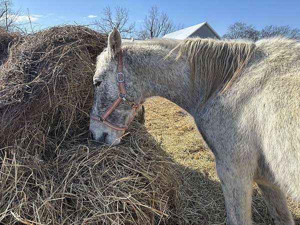 tennessee-walking-horse