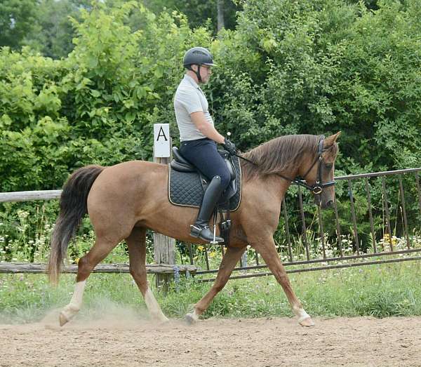 morgan-mare
