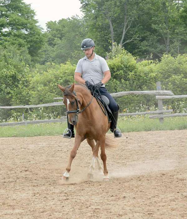 morgan-horse-for-sale