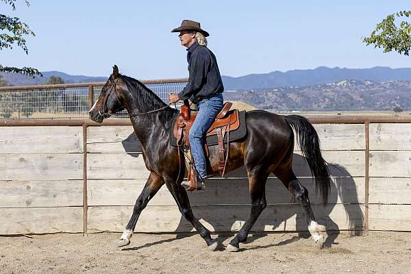 and-temperament-national-show-horse