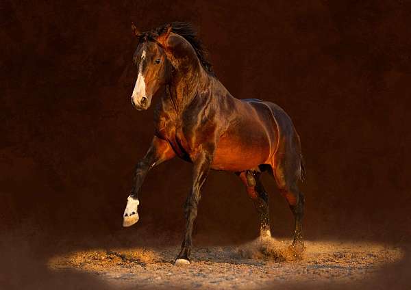 available-national-show-horse