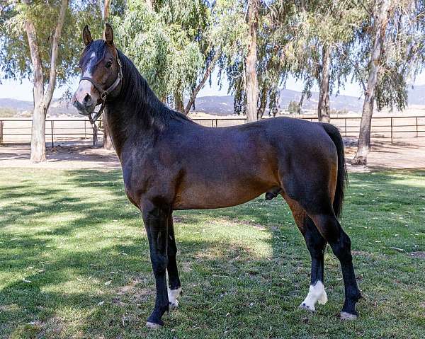 back-national-show-horse