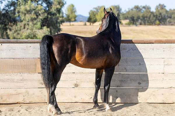 bloodlines-national-show-horse