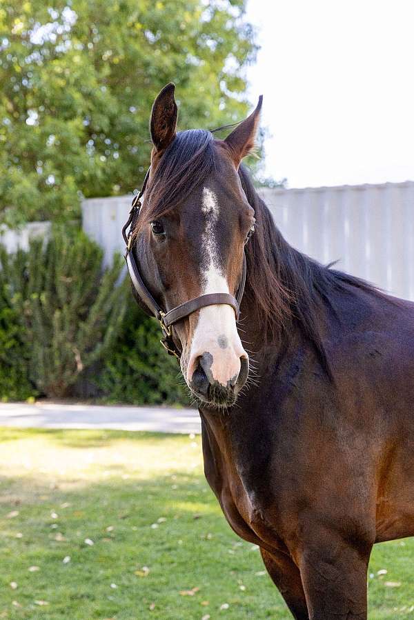calm-national-show-horse