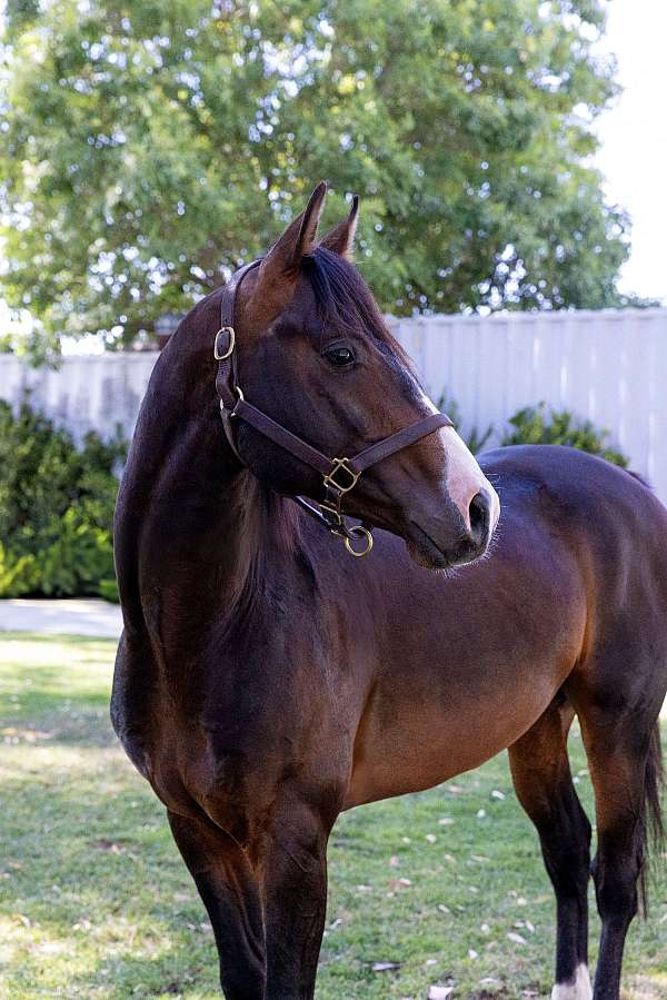 apollo-national-show-horse