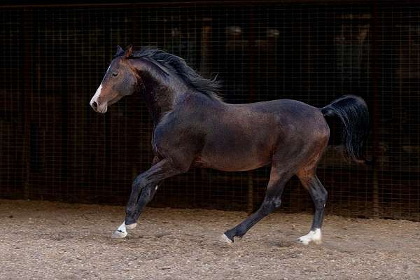 boy-national-show-horse