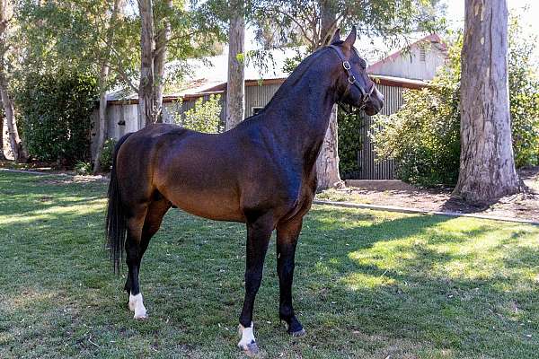 conformation-national-show-horse