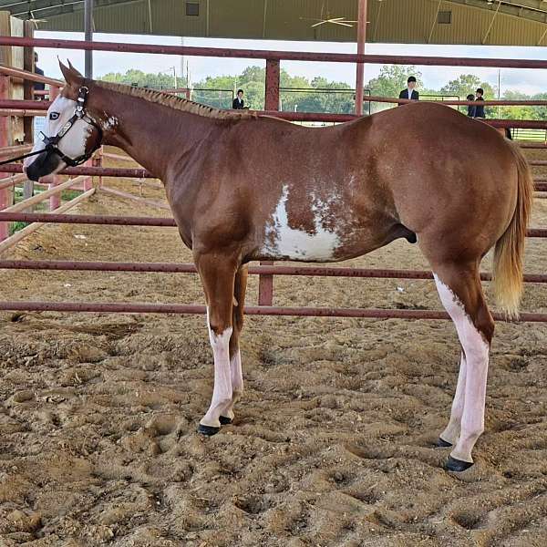 sorrel-overo-n-horse