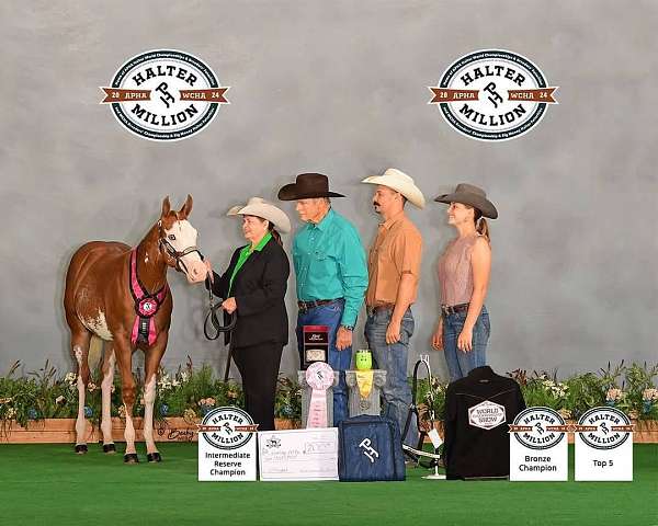all-around-paint-horse