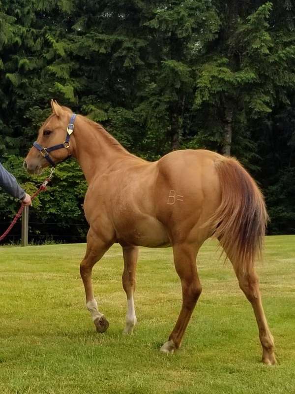 dun-red-dun-flashy-halter-horse