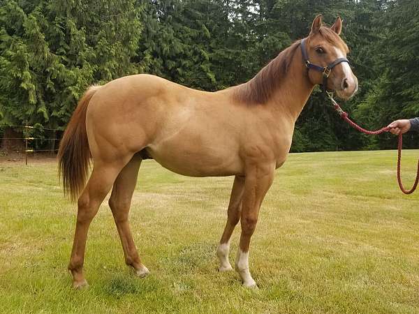 all-around-quarter-horse