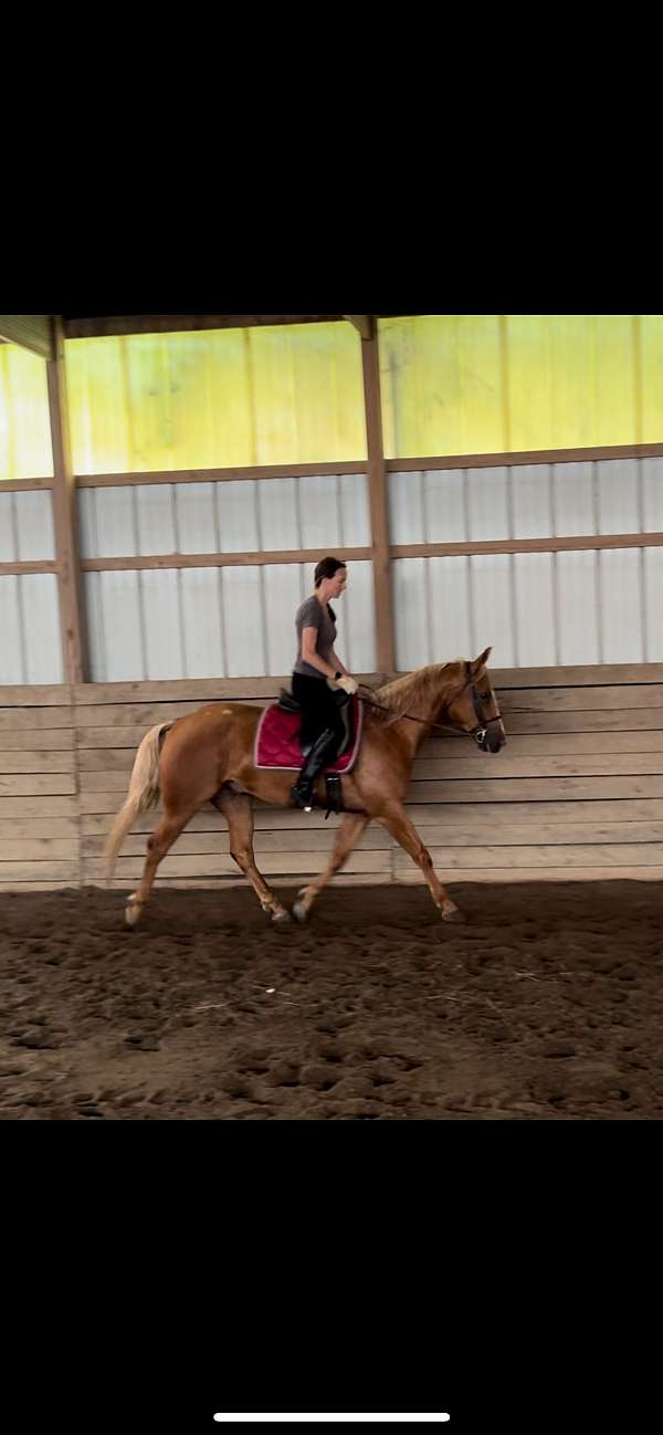all-around-quarter-horse