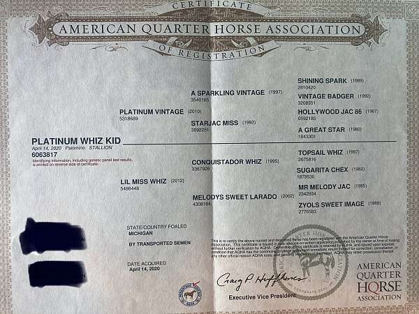 athletic-quarter-horse