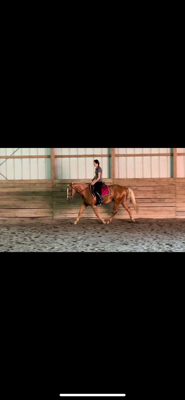 english-pleasure-quarter-horse