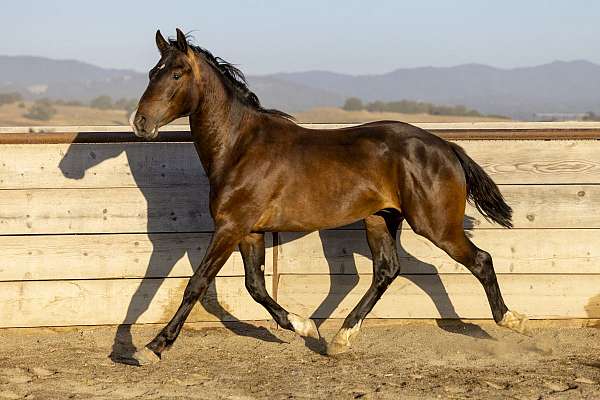 3-white-socks-a-small-star-pick-strip-on-his-nose-horse