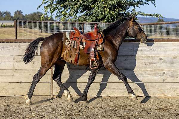 bay-3-white-socks-a-small-star-pick-strip-on-his-nose-horse