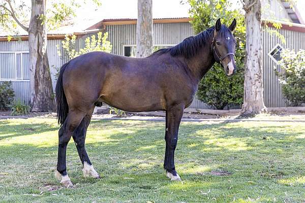 cross-bred-warmblood-horse
