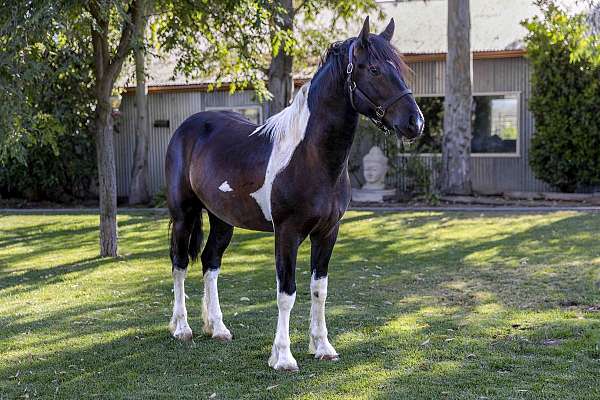 colt-cross-gypsy-vanner-horse
