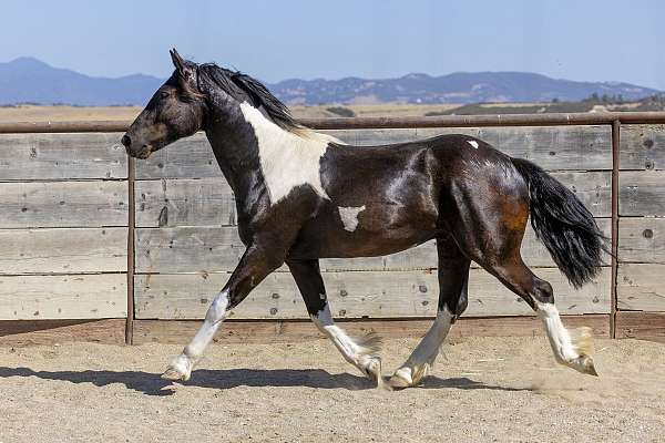 colt-cross-horse