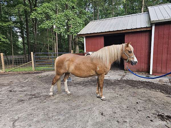 chestnut-haflinger-quarter-horse-mare